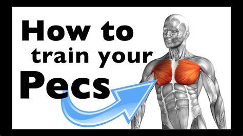 How to: Train your Pectoralis major & minor (+15 gym exercises) - YouTube