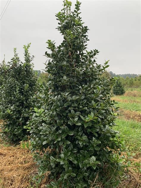 Mary Nell Holly Evergreens | McMakin Farms