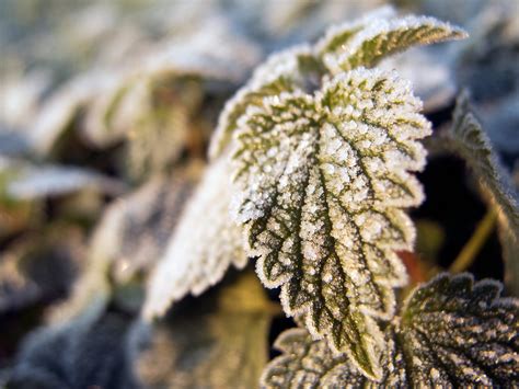 Hoarfrost on a leaf | Copyright-free photo (by M. Vorel) | LibreShot