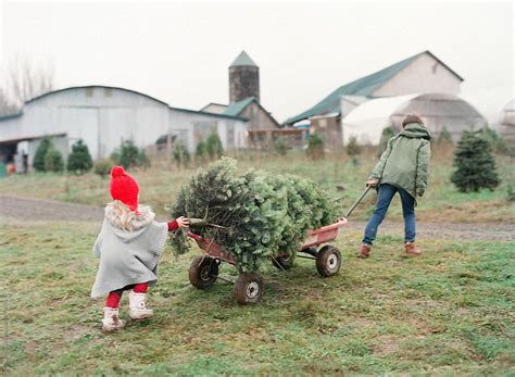 holiday family photo at christmas tree farm - Stock Image - Everypixel