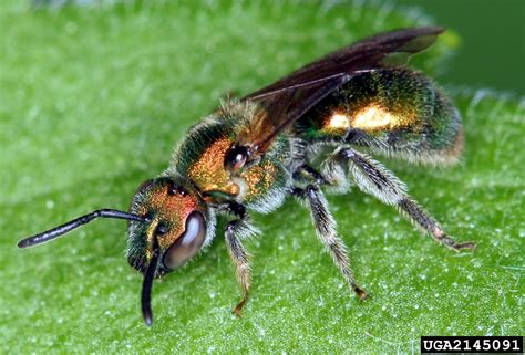 leafcutting bees (Family Megachilidae)