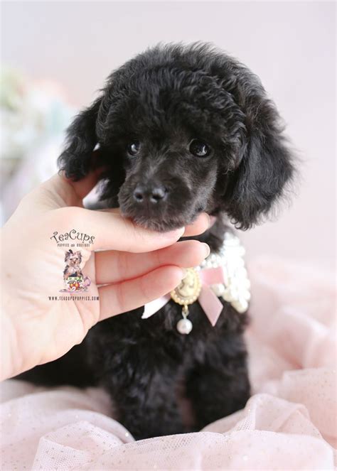 black-toy-poodle-puppy-for-sale-teacup-puppies-193-a #blackpoodle # ...