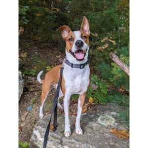 Most Common Basenji Mix Breeds! (2022)