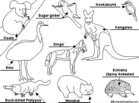 Australia Animals Coloring Page Free Printable