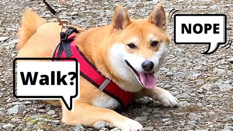 Decoding Shiba Inu Personality and Training Technique | Super Shiba ...