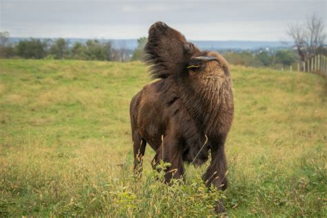 Trexler Nature Preserve & Lehigh Valley Zoo, Saturday October 26, 2019 (New Date!)