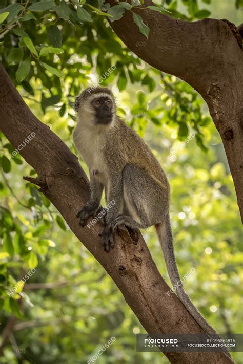 Vervet monkey ( Chlorocebus pygerythrus ) sitting in tree looking right ...