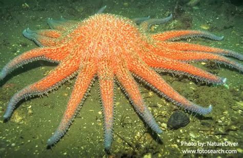 Sea Star - Description, Habitat, Image, Diet, and Interesting Facts