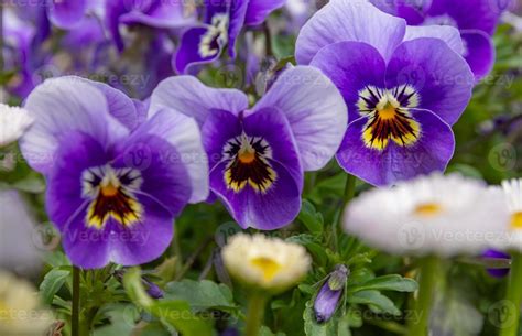 Colorful blue purple pansies in the garden 10513446 Stock Photo at Vecteezy