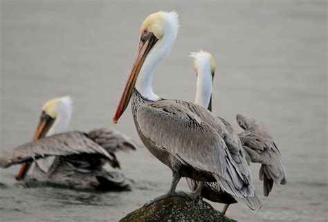 Brown Pelicans overwintering at Oregon Coast NWR | Oregon Co… | Flickr