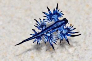 Blue Dragon Sea Slug Pet For Sale - PetsWall