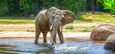 The North Carolina Zoo Welcomes African Elephant Louie | North Carolina Zoo