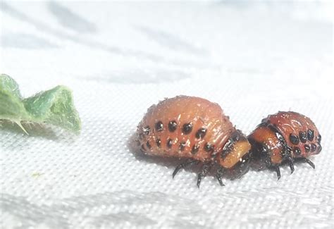 Colorado Potato Beetle Larvae - What's That Bug?