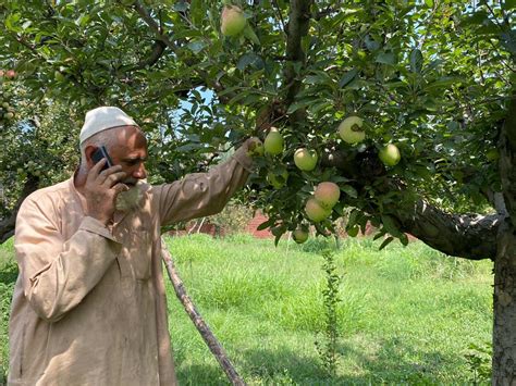 Orchards dazzle with Apples in J&K: Big boost to rural economy - India News News