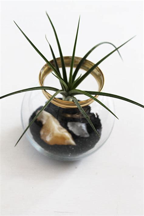 Create An Unforgettable Air Plant Terrarium