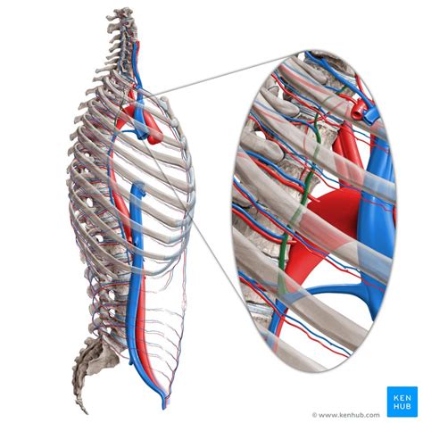 Intercostal veins: Anatomy, drainage, clinical aspects | Kenhub