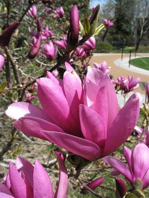 Best Magnolias For Zone 6-(Reviews) | Magnolia, Fragrant flowers, Best ...