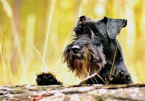 Miniature Schnauzer Training 1-2-1 Home Visits in North Yorkshire