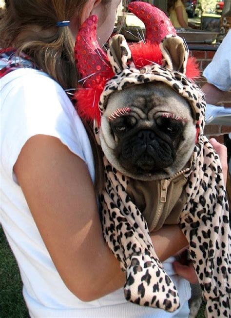 224 best images about Cute pug clothes and costumes on Pinterest | Apple costume, Dog costumes ...