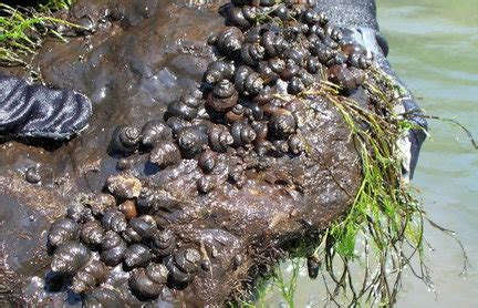 Coosa River snail in Alabama is back from the brink of extinction | AL.com