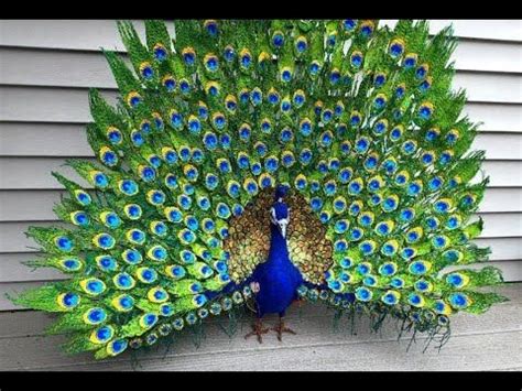 Peacock Crafts, Feather Crafts, Feather Art, Seashell Crafts, Peacock ...