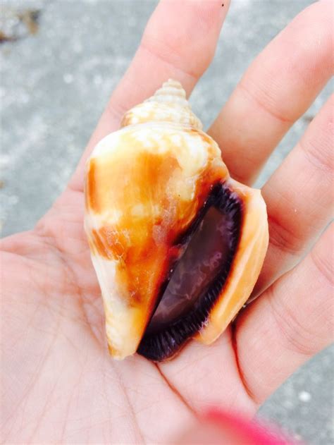 Florida Fighting Conch Shell | Fighting conch, Conch shell, Conch