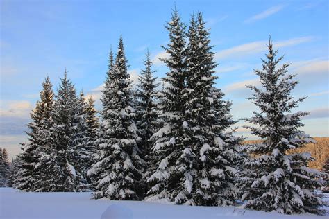 Snowy Pine Trees Mural Wallpaper | Ever Wallpaper UK