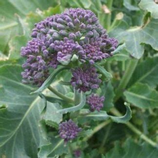 Organic Broccoli: Early purple sprouting - True Harvest Seeds Shop