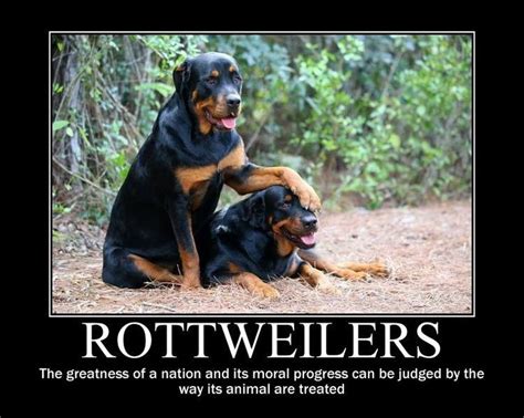 Chihuahua | Rottweiler funny, Rottweiler, Rottweiler love