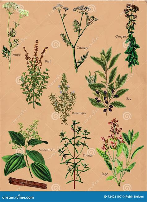 Spice Plants Spices stock vector. Illustration of herbal - 72421107