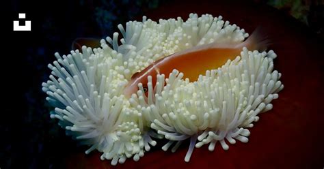 A close up of a sea anemone on a coral photo – Free Raja ampat Image on ...