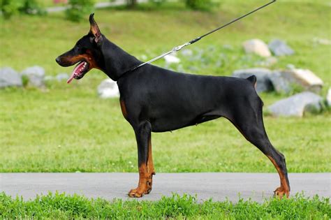 When is a Doberman Full Grown? – Doberman Planet