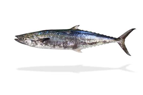 King Mackerel Pictures - AZ Animals