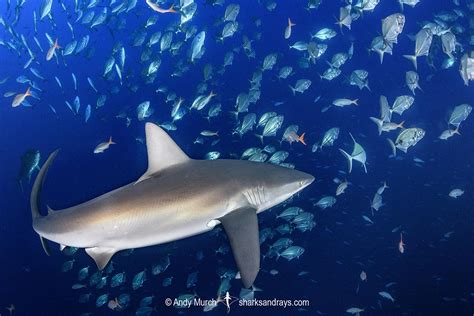 Galapagos Shark - Carcharhinus galapagensis