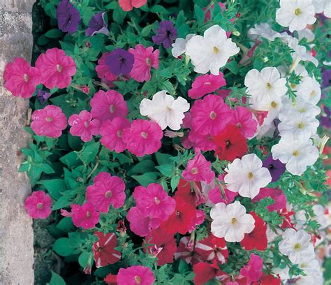 Petunia Seeds | High Quality Petunia Seeds | D.T. Brown Seeds