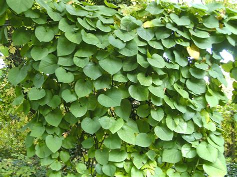 Aristolochia macrophylla