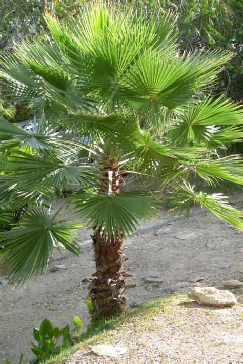 Washingtonia robusta (Mexican Fan Palm) | North Carolina Extension Gardener Plant Toolbox