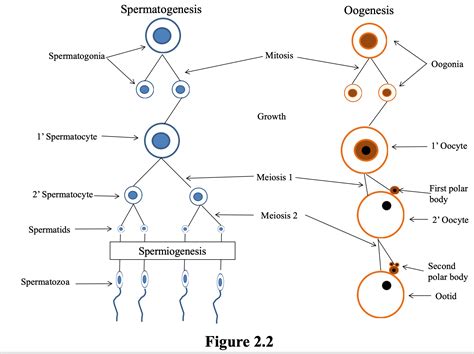 Spermatogenesis And Oogenesis Diagram