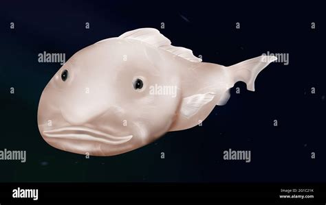 10 Blobfish Facts About The Bizzare Deep Sea Creature, 56% OFF