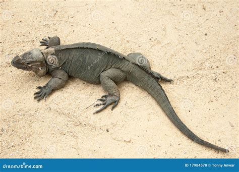 Rhinoceros Iguana stock photo. Image of iguana, horned - 17984570