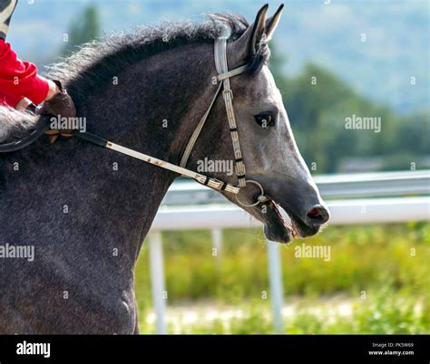 Grey arabian horse stallion portrait Stock Photo - Alamy