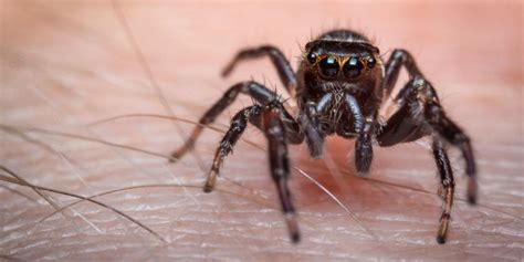 What Does A Black Widow Bite Feel Like Reddit : Marvel Wallpaper Reddit / A black widow spider ...