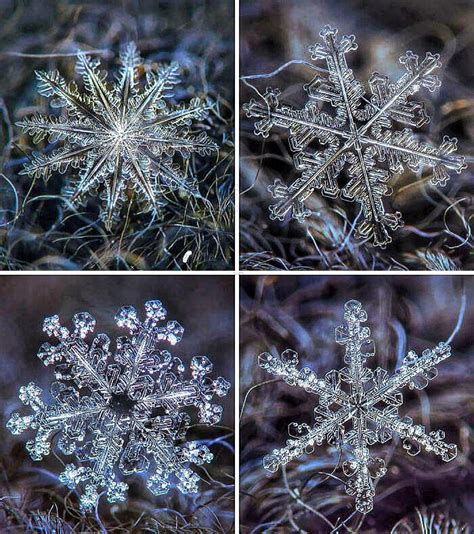 🔥 Stunning geometric snowflakes under a microscope : r/NatureIsFuckingLit