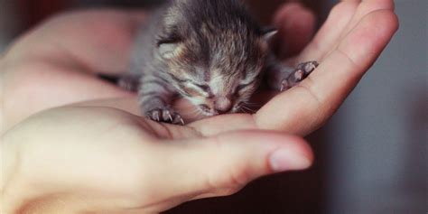 Aiuto. Ho trovato un gattino appena nato: cosa fare – BAFFI E CODE