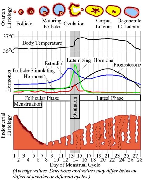 Corpus Luteum - Definition and Function | Biology Dictionary