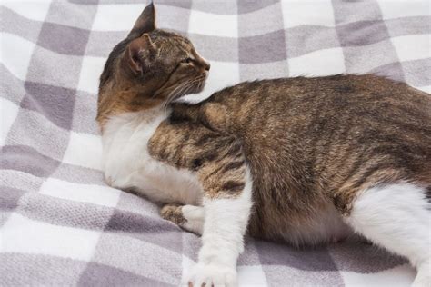 How To Know When A Cat Is Done Giving Birth: 7 Signs