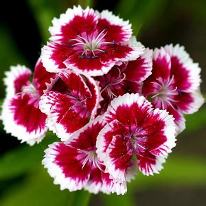 Carnation - Flowers Photo (29859879) - Fanpop