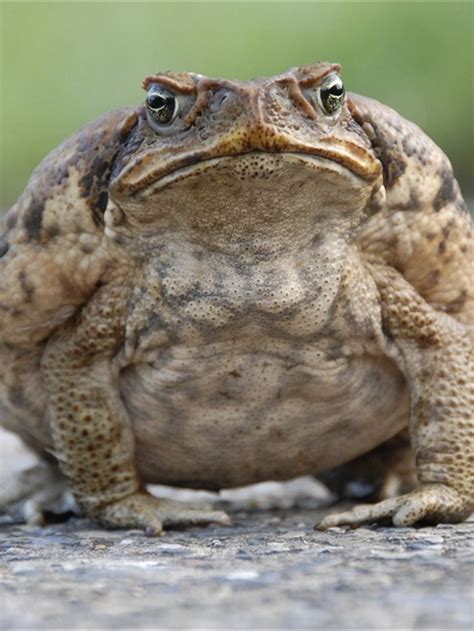 Giant cane toad found at Toormina - ABC Mid North Coast NSW - Australian Broadcasting Corporation