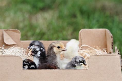 A comparison of top chicken hatcheries that ship nationwide — The ...