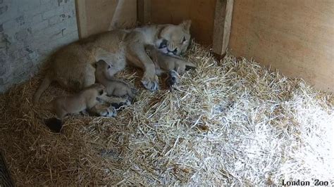 London Zoo celebrates birth of endangered Asiatic lion cubs | UK News | Sky News